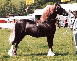 stallion Kilgour Welsh Monarch (Welsh-Cob (Sek. D), 1972, from Rhosfarch Frenin)