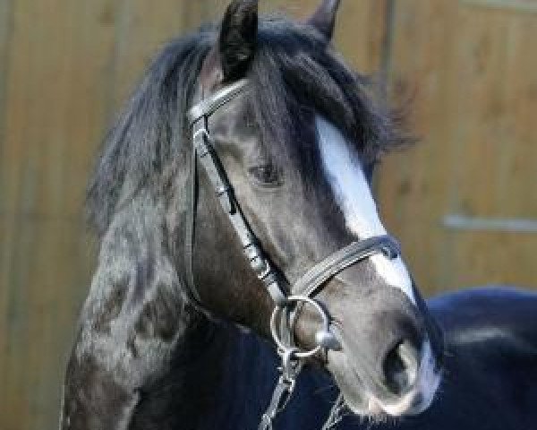 stallion Sion Solero (Welsh-Cob (Sek. D), 2005, from Cockmoor Sion Ddu)