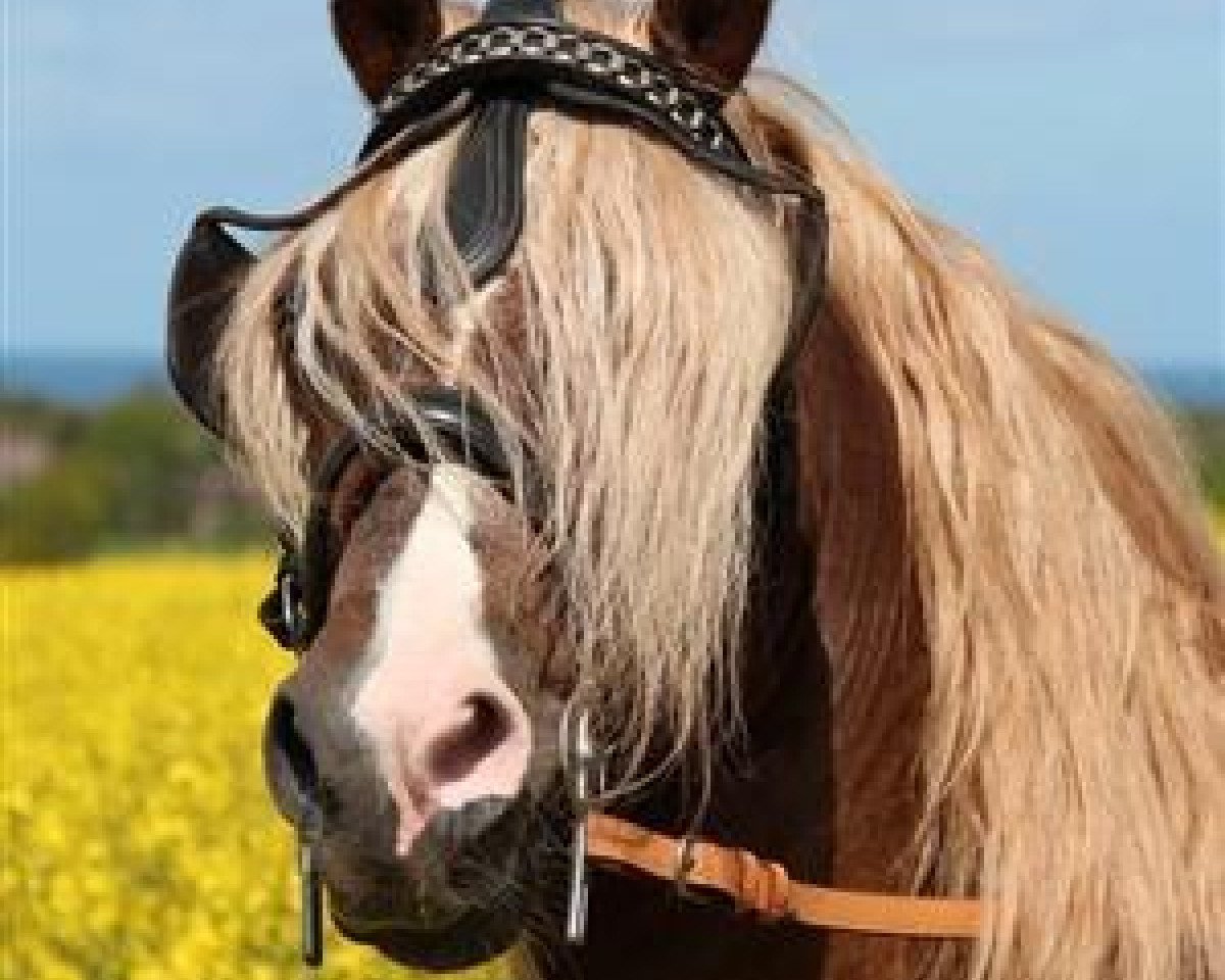 stallion Babalou (Welsh-Cob (Sek. D), 2001, from Thor Baffle)