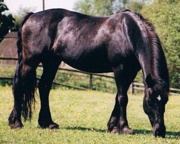 broodmare Cynon Vera (Welsh-Cob (Sek. C), 1985, from Furthermoors Solomon)