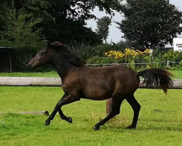 Pferd Grossi's Naila (Holsteiner, 2020, von Contendro I)