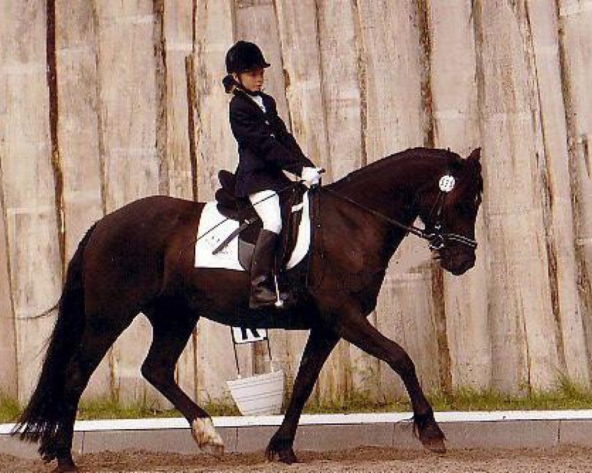 horse Kadi Venus (Welsh-Cob (Sek. D), 1998, from Derwen Ribbon of Blue)