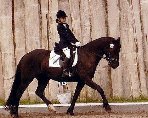 horse Kadi Venus (Welsh-Cob (Sek. D), 1998, from Derwen Ribbon of Blue)