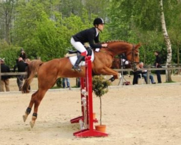 jumper Sally (Hanoverian, 2003, from Salvano)