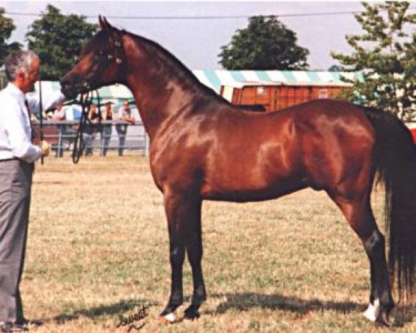Deckhengst Dhruv 1979 ox (Vollblutaraber, 1979, von El Shaklan 1975 ox)