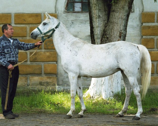 broodmare Premiera 1986 ox (Arabian purebred, 1986, from Mascat 1976 ox)
