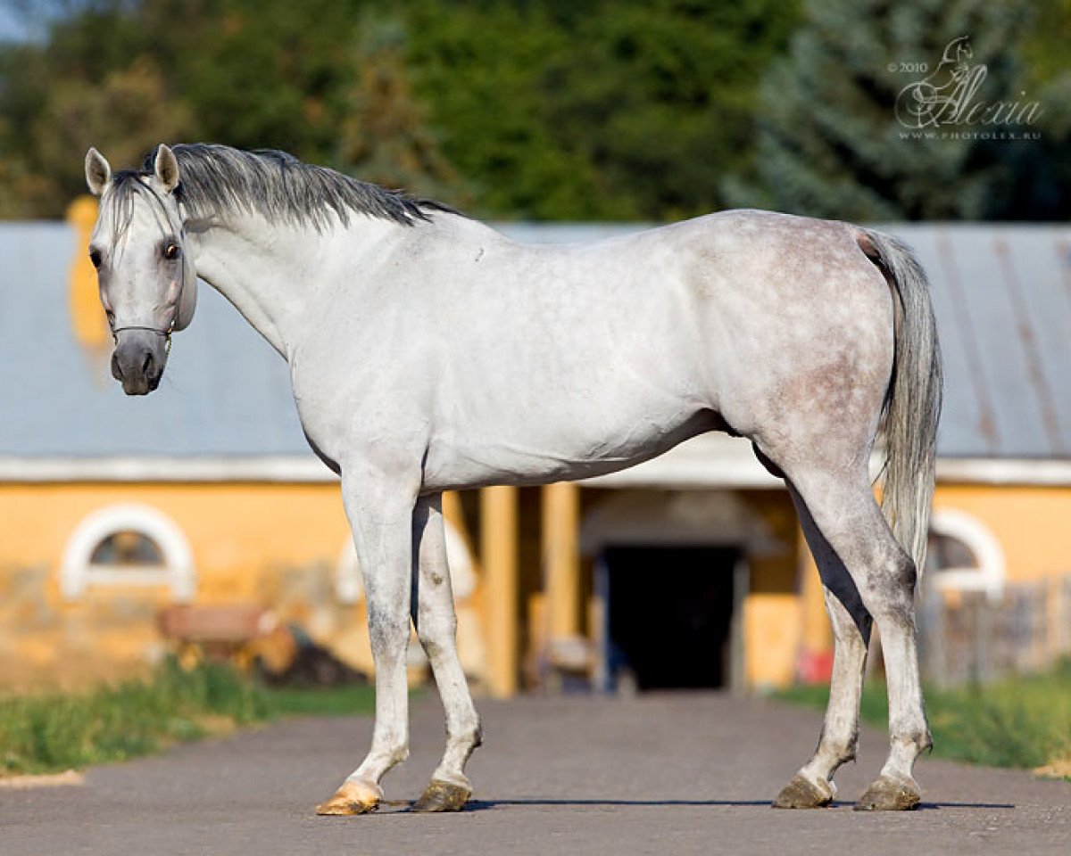 stallion Drager 2002 ox (Arabian purebred, 2002, from Gepard 1984 ox)