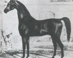 stallion Turcmainatti ox (Arabian purebred, 1784)