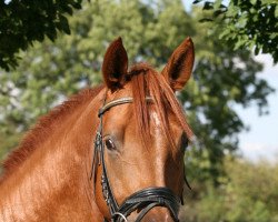 Cavallo da Dressage Interlauris V (Hannoveriano, 2015, di Instertanz V 241 FIN)