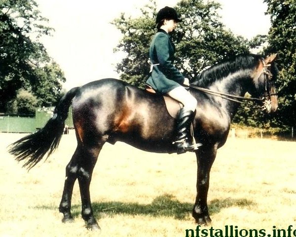 Deckhengst Katric Capers (New-Forest-Pony, 1972, von Holly Prince Rupert) Deckhengst Katric Capers (New-Forest-Pony, 1972, von Holly Prince Rupert)