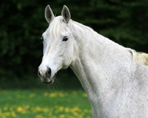 broodmare Renaissance III (Trakehner, 1992, from Tuareg) broodmare Renaissance III (Trakehner, 1992, from Tuareg)