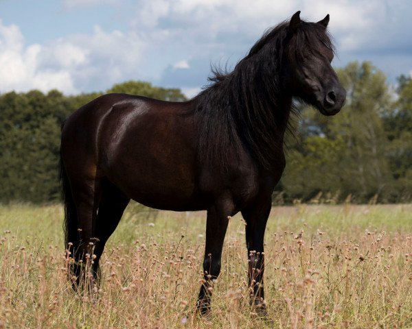 Dressurpferd Stourton Henry (Dartmoor-Pony, 2005, von Wendel Limerick)
