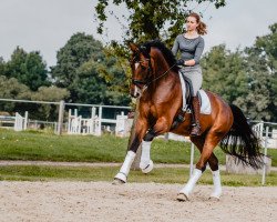 dressage horse Benestobar van Waluka (Westphalian, 2016, from Callaho's Benicio)