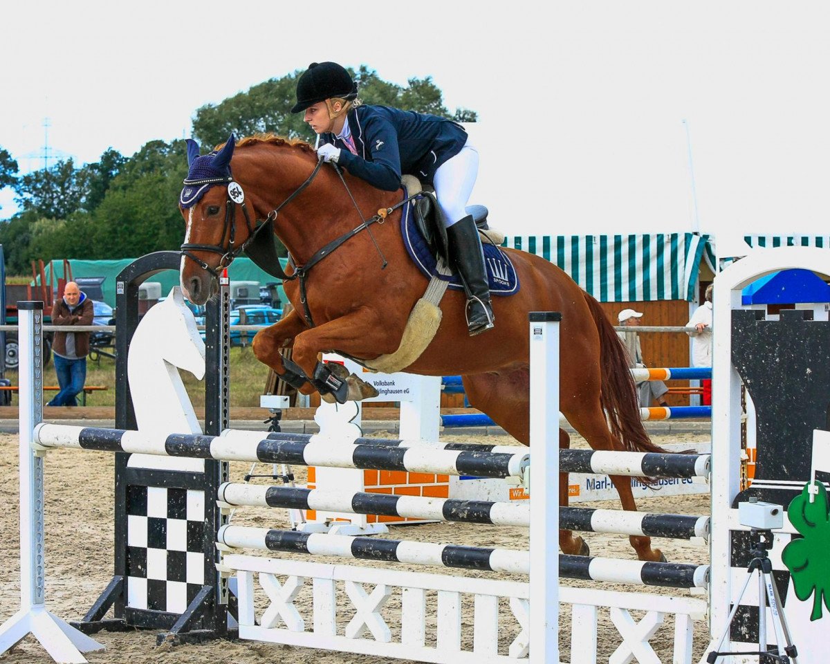jumper Sunrise Dancer (Hanoverian, 2007, from Souvenir)