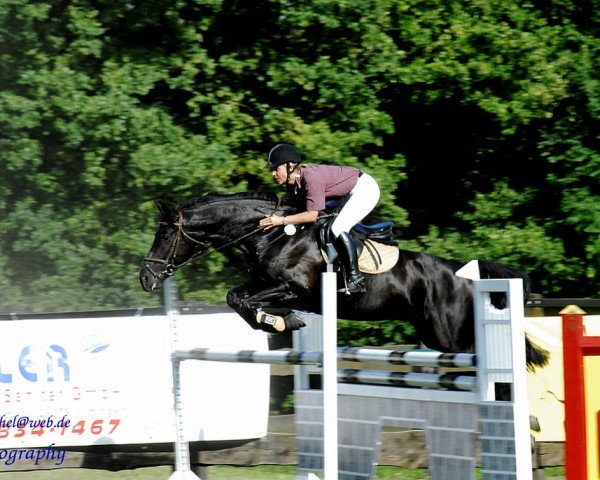Pferd Liberty K (Hannoveraner, 2002, von Landor S)