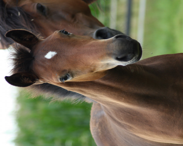 Pferd Nobel's Najuk (Deutsches Reitpony, 2021, von Nobel Nagano NRW)