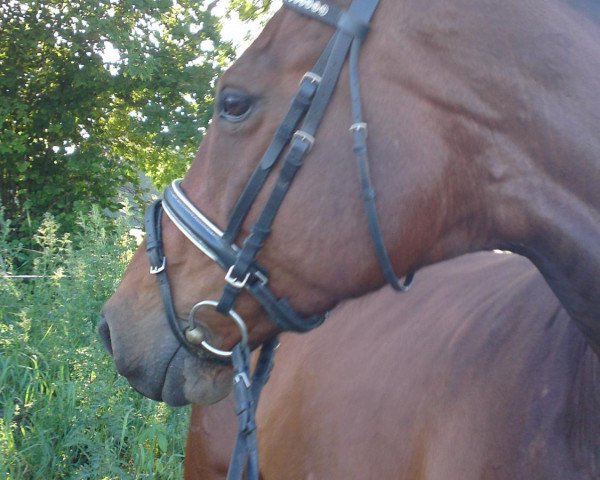 dressage horse Little Big Man 29 (Holsteiner, 1999, from Linaro)