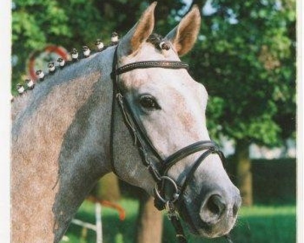 dressage horse Schneestern 2 (Trakehner, 2005, from Handryk)
