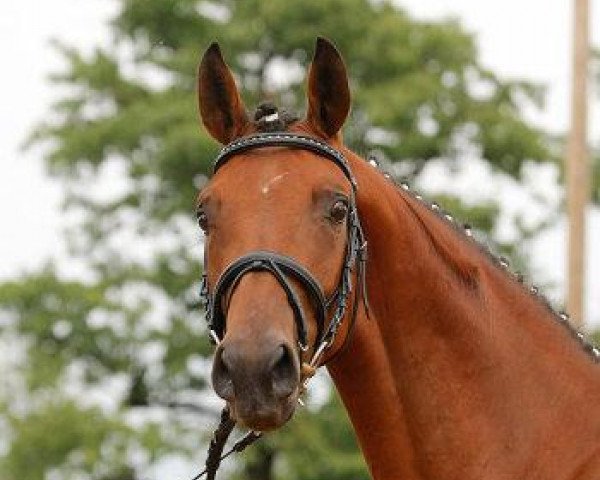 dressage horse Oh wie schön (Trakehner, 2004, from Handryk)