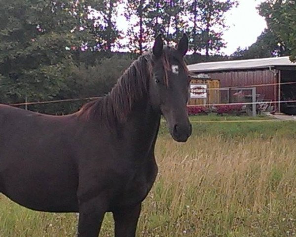 Springpferd Decurio Nobile (Deutsches Sportpferd, 2012, von Decurio 3)