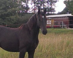 Springpferd Decurio Nobile (Deutsches Sportpferd, 2012, von Decurio 3)
