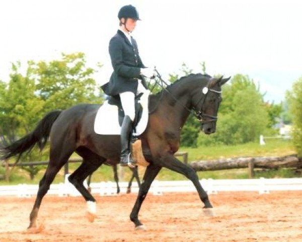 broodmare Dark Magic (Trakehner, 2002, from Handryk)