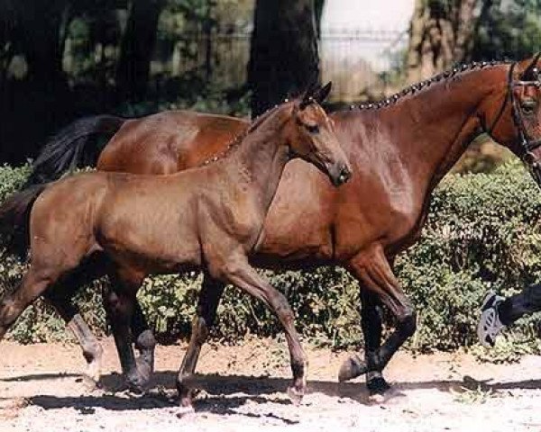 Zuchtstute Samantha III (Trakehner, 1991, von Inkognito)