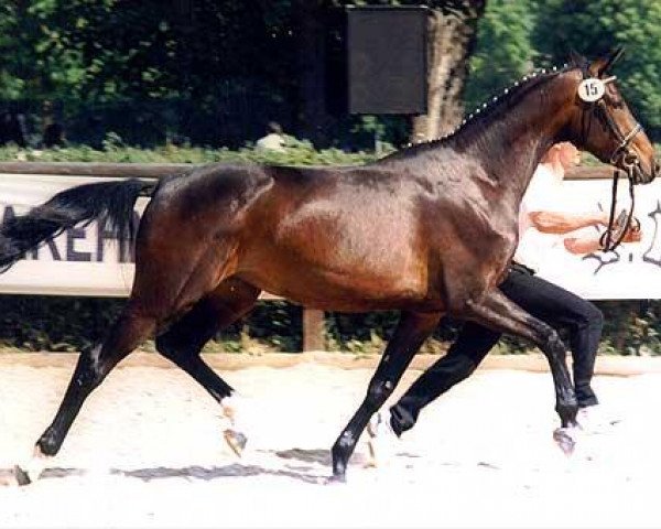 broodmare Grace V (Trakehner, 1996, from Michelangelo)