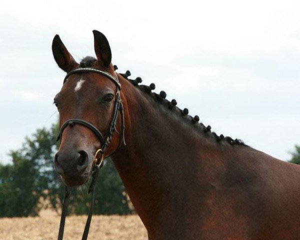 broodmare Mercedes (German Riding Pony, 2004, from Heartbreaker)