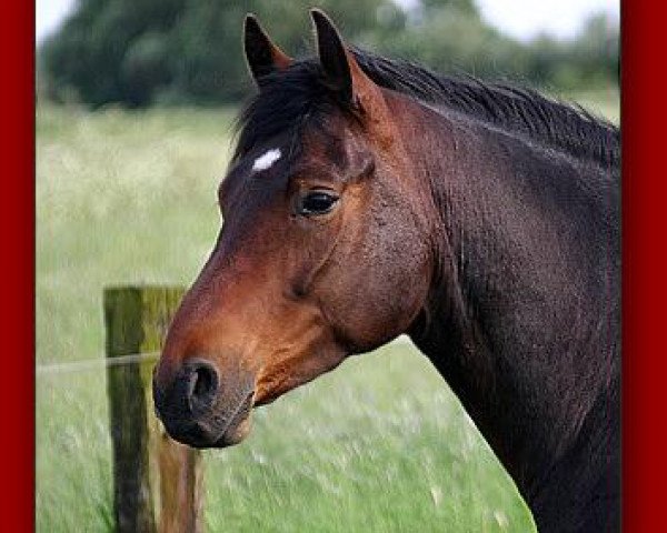 Dressurpferd Boilando (Oldenburger, 2002, von Boitano) Dressurpferd Boilando (Oldenburger, 2002, von Boitano)