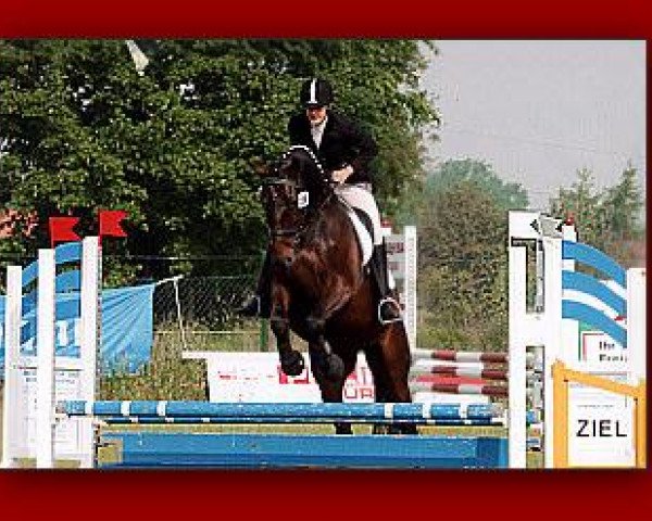 Pferd Belltanio (Oldenburger,  , von Boitano)