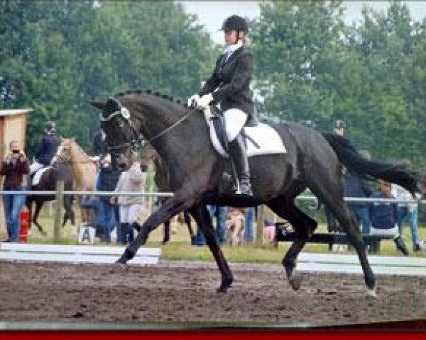 dressage horse West Salieri (Oldenburg, 2002, from Sunny-Boy)