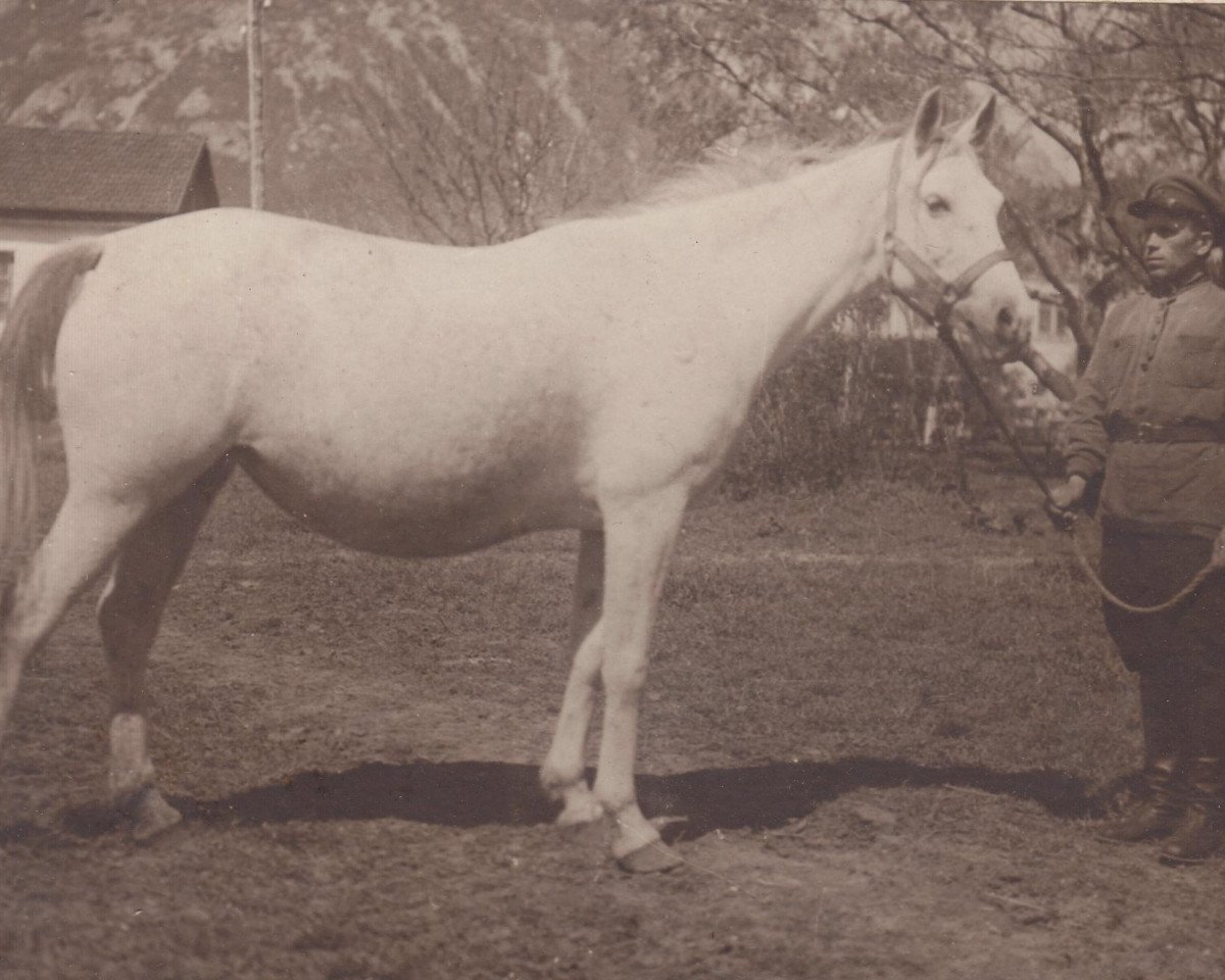 broodmare Narada 1932 ox (Arabian purebred, 1932, from Hardy 1926 ox)