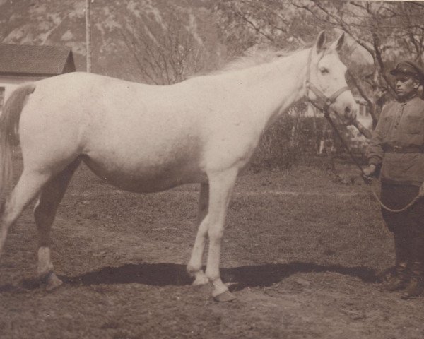 broodmare Narada 1932 ox (Arabian purebred, 1932, from Hardy 1926 ox)