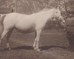 broodmare Narada 1932 ox (Arabian purebred, 1932, from Hardy 1926 ox)