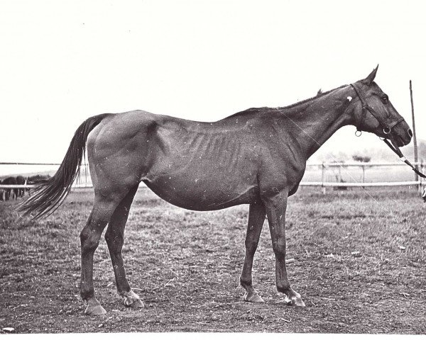 broodmare Provincia 1948 ox (Arabian purebred, 1948, from Priboj 1944 ox)