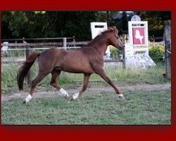 stallion Moorkieker Tacitus (Welsh-Pony (Section B), 1991, from Elphicks Facade)