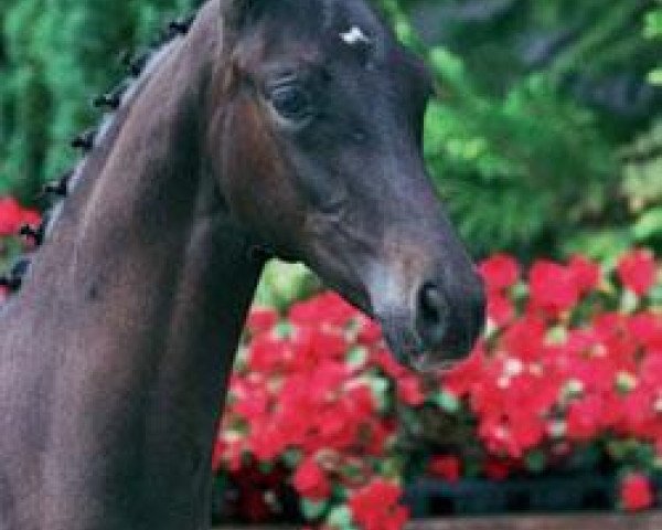 Pferd Kosinus (Trakehner, 2006, von Hibiskus)