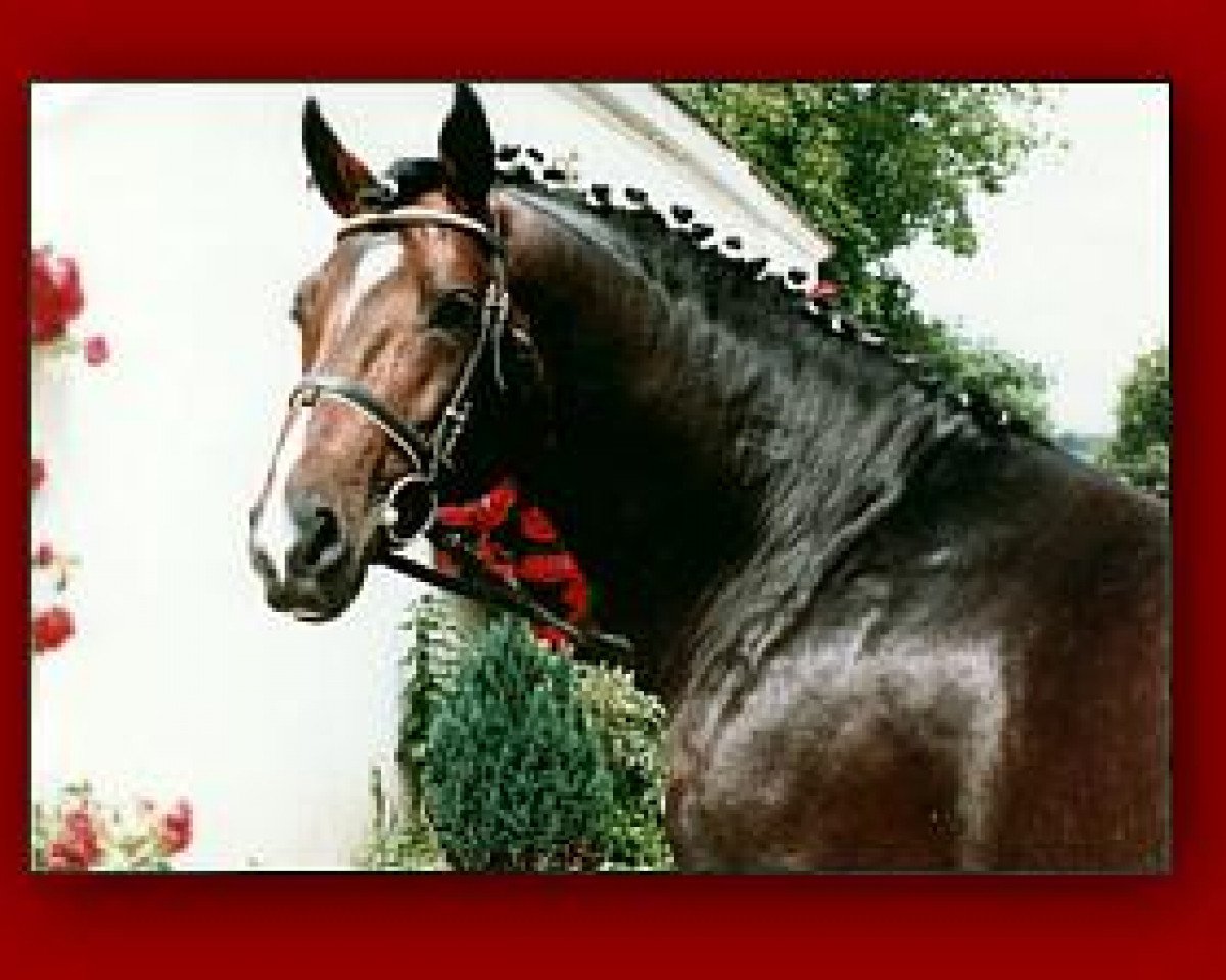 Deckhengst Boitano (Oldenburger, 1987, von Beach Boy)