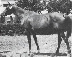 broodmare Pokaznaya 1962 ox (Arabian purebred, 1962, from Knippel 1954 ox)