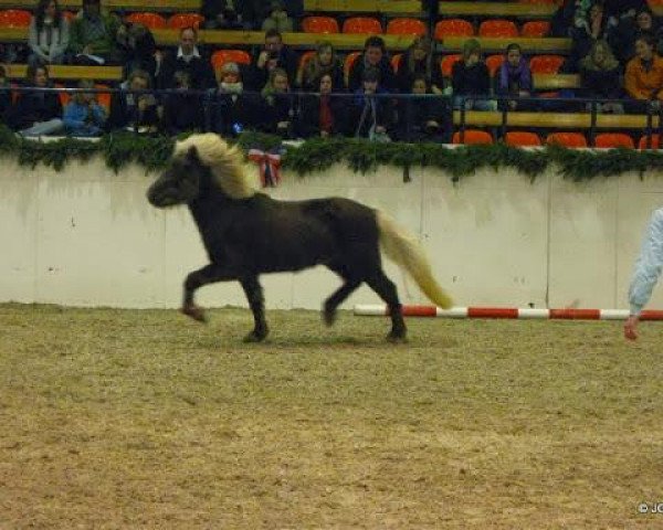 horse Dynfaxi vom Barghof (Iceland Horse, 2007, from Dani fra Asgård) horse Dynfaxi vom Barghof (Iceland Horse, 2007, from Dani fra Asgård)