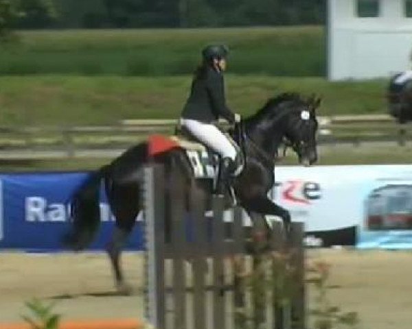jumper Donna Flair (Westphalian, 2001, from Donnerruf)
