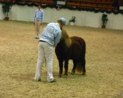 Springpferd Navaro (Shetland Pony, 2006, von Nesch of Baltic Sea)
