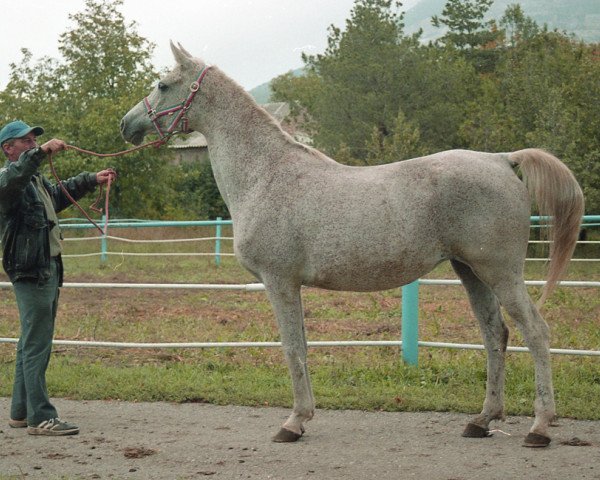 broodmare Pantomima 1988 ox (Arabian purebred, 1988, from Naftalin 1977 ox)