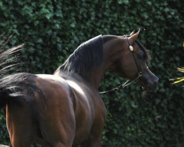 stallion Psytadel 1998 ox (Arabian purebred, 1998, from Padrons Psyche 1988 ox)
