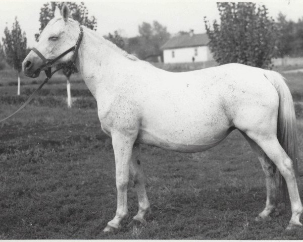 Zuchtstute Nagrada 1938 ox (Vollblutaraber, 1938, von Naseem 1922 ox) Zuchtstute Nagrada 1938 ox (Vollblutaraber, 1938, von Naseem 1922 ox)