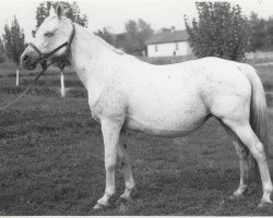 broodmare Nagrada 1938 ox (Arabian purebred, 1938, from Naseem 1922 ox)