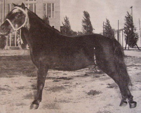 stallion Mack Larigo (American Classic Shetler. Pony, 1929, from King Larigo) stallion Mack Larigo (American Classic Shetler. Pony, 1929, from King Larigo)