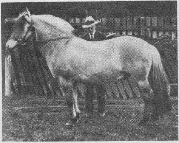 stallion Frimann N.736 (Fjord Horse, 1917, from Bergfast N.635)