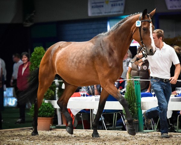 broodmare Status Quo GS (Westphalian, 2004, from Stedinger)